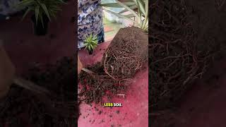 🌱✨Silver Yucca Propagation StepbyStep Tutorial🌵🪴 yucca gardeningtips shorts [upl. by Suidaht772]