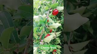 Engal thottathu cherry flowers tamilmusic childrenssong tamilmusic childrenssong nature [upl. by Yatnoed686]