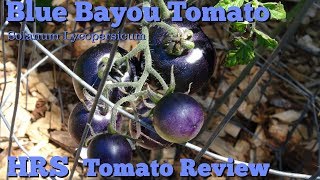 ⟹ Blue Bayou Tomato  Solanum lycopersicum  Tomato Review [upl. by Hume604]