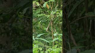 പച്ചക്കളർ അണലി 😱 Green Pit viper snakes wildlife malabarpitviper [upl. by Anitnuahs]