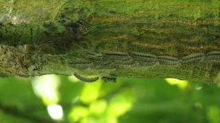 Oak Processionary Moth caterpillars set off [upl. by Dixon]