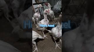 Heera Aseel  hen rooster and chicks  murgha breeder [upl. by Tterag]