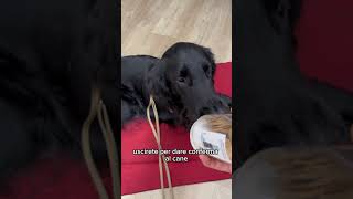 Acquisti con il cane al seguito youtube cane dog animali youtubeshorts shopping [upl. by Jordanson225]