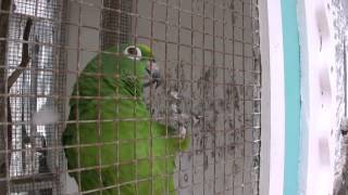 Talking with Parrots  St Lucia  Carribean Sea HD [upl. by Ujawernalo949]