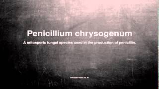 Medical vocabulary What does Penicillium chrysogenum mean [upl. by Barnett]