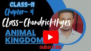 CHONDRICHTHYES  Chondrichthyes in hindi  NEET BOARD [upl. by Brenden]