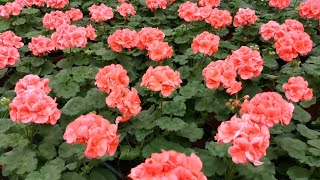 How to Grow PelargoniumGeranium from a Cutting [upl. by Medorra]