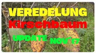 Veredelung Kirschbaum  Update November 2017 [upl. by Yenalem]