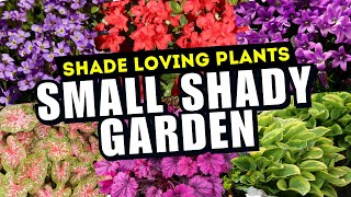 10 AMAZING Plants for Small Shady Gardens 🌿  NO SUN NO PROBLEM 💚 [upl. by Sarazen]