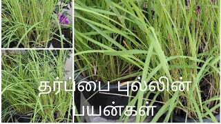 Tharpai Grass Medicinal Values தர்ப்பை புல்லின் மருத்துவ பயன்கள் [upl. by Nibot]