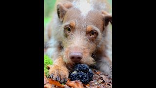 Trüffelsuche mit Hund  Lehrvideo und Seminar [upl. by Dyane957]