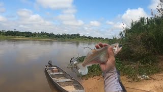 PESCARIA NO PANTANAL MATO GROSSO DO SUL LUGAR INCRIVEL pesca [upl. by Brink]