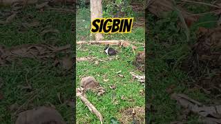 STRAY SIGBIN shorts shortvideo youtubeshorts [upl. by Omik]