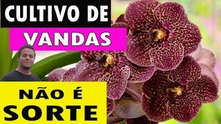 Como Cultivar Orquídeas  Vandas [upl. by Amled]