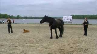 hond verus paard the battle [upl. by Durstin]