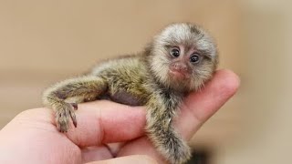 Interesting facts about Finger monkey  Pygmy marmoset Facts [upl. by Aneloaup773]