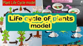 How to make working model for life cycle of plants 🌵 [upl. by Atekihs696]