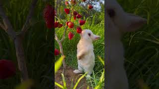 Build a strawberry tree for the bunny Cute rabbit Cute little garden pet [upl. by Amabil748]