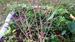 How to Identify Aronia Chokeberry Bushes [upl. by Blondelle]