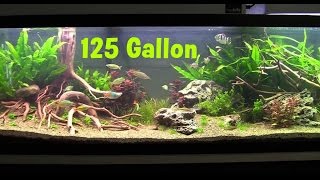 125 Gallon Freshwater Planted Aquarium Packed With Fish [upl. by Ailgna]