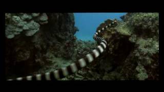 Trailer Documental Oceanos [upl. by Uri]