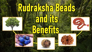 Rudraksha and its Benefits  114 mukhi Rudraksha beads properties [upl. by Pokorny]