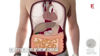 Santé  L’intestin notre deuxième cerveau [upl. by Pauli]