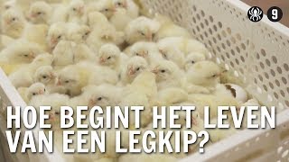 Hoe begint het leven van een legkip  De Buitendienst over de kip en het ei [upl. by Irina556]