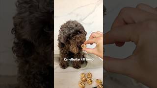 Kanelbullar till hund hundgodis bakning kanelbullar [upl. by Domingo824]