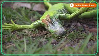 Iguanas fall from trees in Floridas cold weather [upl. by Hamaso]