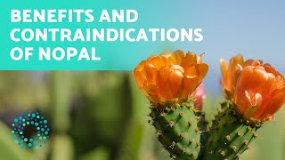 HEALTH BENEFITS of NOPAL 🌵 How to Consume Nopal [upl. by Etna]