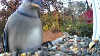 Beautiful Birds at My Backyard Feeder  Relaxing Birdwatching amp Nature Sounds [upl. by Sisto945]