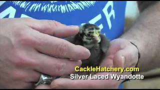 Baby Chicks  Black Laced Silver Wyandotte Chicken Breed  Cackle Hatchery [upl. by Christiano573]