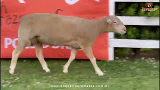 Lote 15 – PANDA 4531 – Macho PO – Raça POLL DORSET [upl. by Slin]