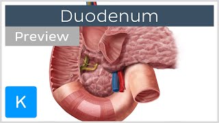 Duodenum function and overview preview  Human Anatomy  Kenhub [upl. by Arman]