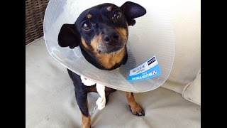 Injured Min Pin abandoned by owners [upl. by Gifferd]