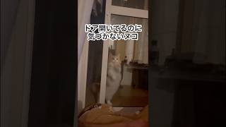 気づいて･･･www 猫 ヌコ 安心してください開いてますよ shorts [upl. by Rosalynd]