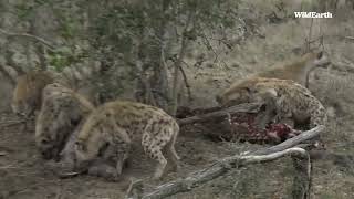 Lion almost bites this hyenas head off wildearth lionsvshyenas lions hyenas [upl. by Ailaham]