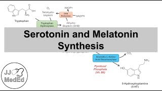 Serotonin and Melatonin Synthesis  Tryptophan Metabolism [upl. by Paxton67]