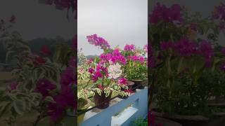 Bougainvillea is Starting to Bloom shorts shortvideo gardening [upl. by Landy699]