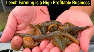 How to Start Business Leech Farming  Medicinal Leech Farming Business Plan  Modern Farming [upl. by Nilok613]