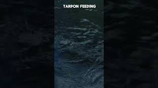 Tarpon feeding tarpon tarponfishing [upl. by Beryl]