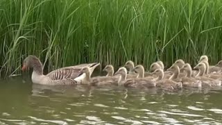 Greylag goose [upl. by Ingaborg592]