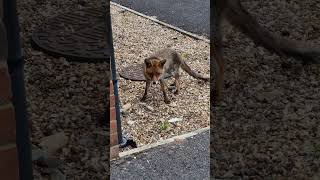 Red Fox  vulpus vulpus  shorts wildlifephotography shortsvideo [upl. by Ealasaid]