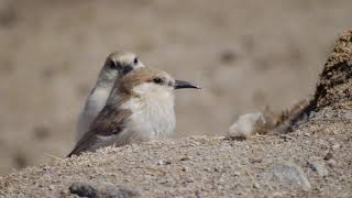 Humes Ground Tit Pseudopodoces humilis Tso Kar Ladakh [upl. by Otanutrof]