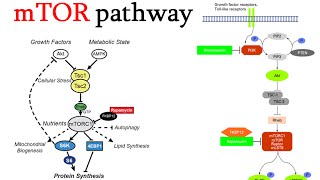 mtor signaling pathway [upl. by Siddon]