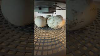 Incubating Goose Eggs Pipped amp Rocking 6X Speed hatching goose incubator [upl. by Adnolay]