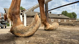 LONG HOOVES on ARABIAN STUD Horse Restoration [upl. by Edgar]