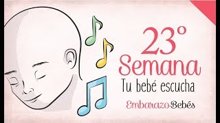 SEMANA 23 de Embarazo  6º Mes  Semana a semana [upl. by Reena484]