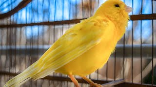 The ultimate canary singing video from a legend  Powerful training song [upl. by Tamiko44]